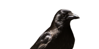 Czy pracodawca widzi że mam zwolnienie od psychiatry?