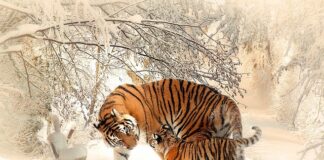 Czy matka może uczyć swoje dziecko?