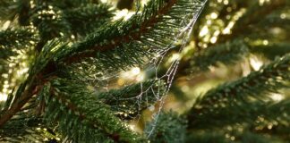 Co to jest potrzeba afiliacji?