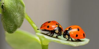 Czy w Biedronce jest 13 pensja?