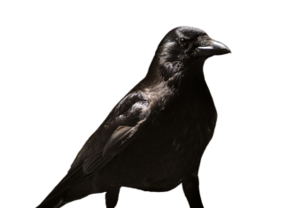 Czego nie wolno na zwolnieniu od psychiatry?