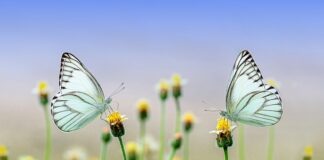 Co dodaje nam skrzydeł?