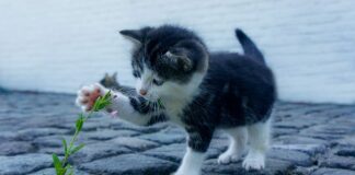 Jak wygląda atak nerwicy?