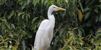 Kto ma prawo mieszkać z najemca?