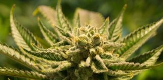 Jak zalegalizować pobyt uchodźcy?