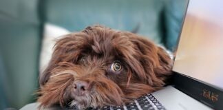 Jakie są zalety i wady telepracy?