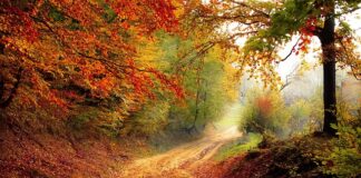 Ile trwa rok akademicki w Holandii?