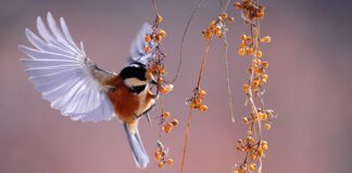 Kto orzeka obserwacje psychiatryczna?