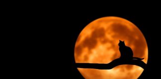 Czym się interesuje roczne dziecko?