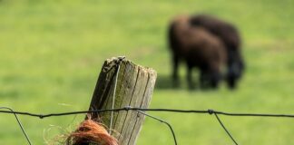 W jakim zakresie można ograniczyć władzę rodzicielską?